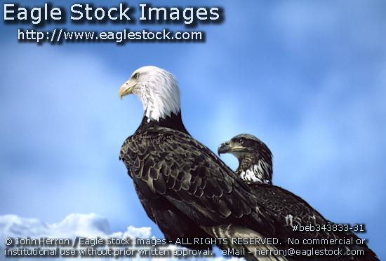 Beautiful picture of bald eagles with sky and cloud background [beb343833-31].  Two eagles watching over their domain.